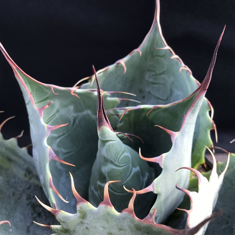 アガベ ❛ファイヤーボール❜ Agave parrasana 'Fire ball' |