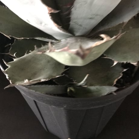 アガベ  ❛ブルーボール❜  大株 子株付き　Agave 'Black and blue'