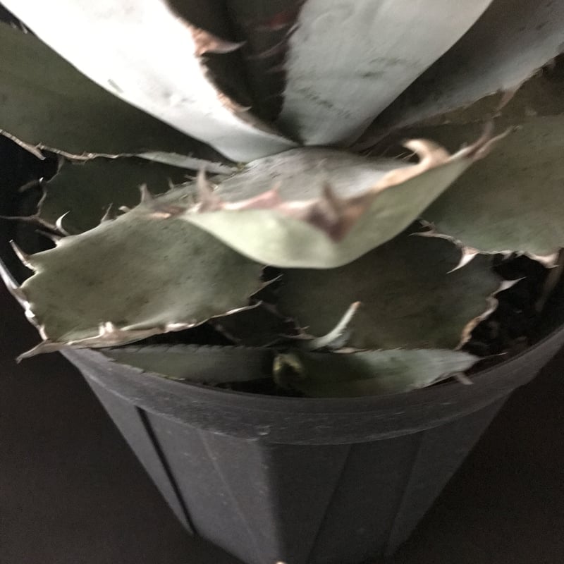 アガベ ❛ブルーボール❜ 大株 子株付き Agave 'Black and blue' |