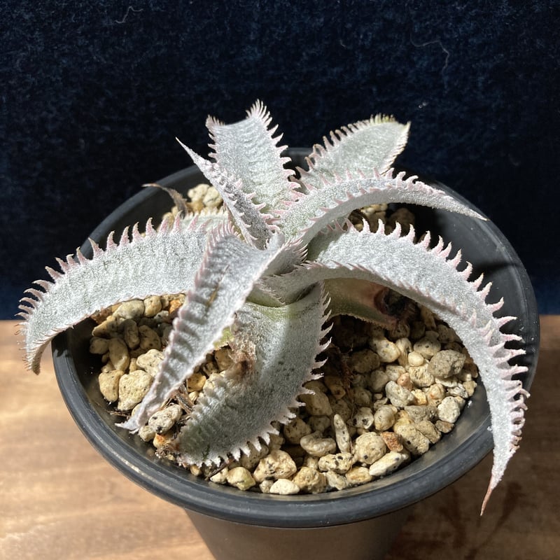 Dyckia marnier-lapostollei “Pink Spine” ディッキア マ