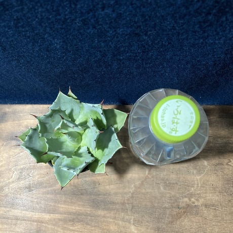 アガベ イストメンシス　Agave isthmensis