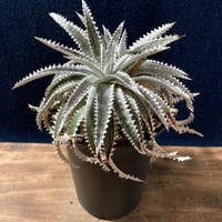Dyckia Silver Shark　　【最終株】