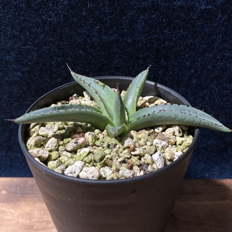 アガベ シャークスキン　Agave nigra “Shark Skin”