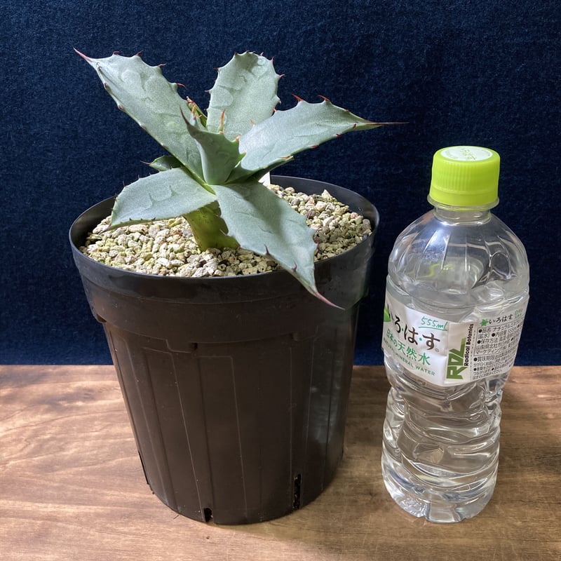 アガベ フェロックス “ギガンティア” 平尾氏輸入株 Agave salmiana v