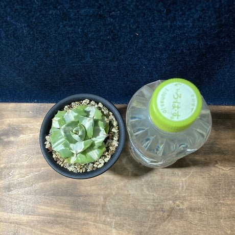 アガベ 王妃雷神 白中斑　Agave potatorum “Ouhi Raijin” f.mediopicta