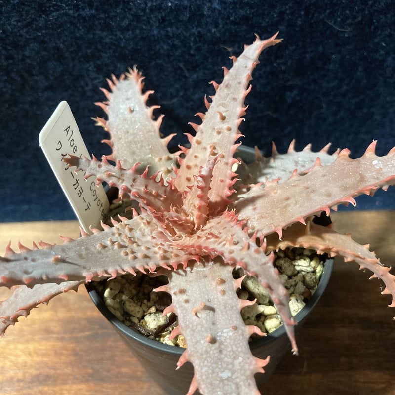アロエ ワイリーカヨーテ Aloe 