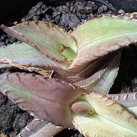 アガベ チタノータ 石化（いしか）　Agave titanota f.caespitosa  　分け株