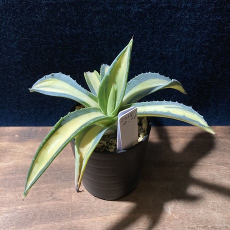 アガベ 琥珀竜　Agave americana f.mediopicta aurea