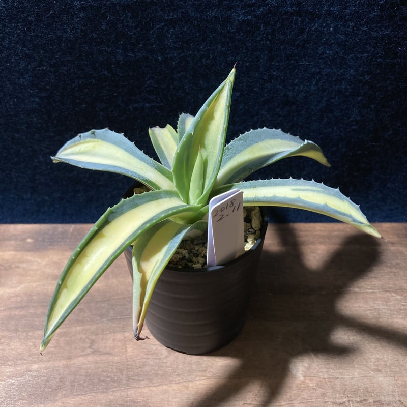 アガベ 琥珀竜 Agave americana f.mediopicta aurea | ra