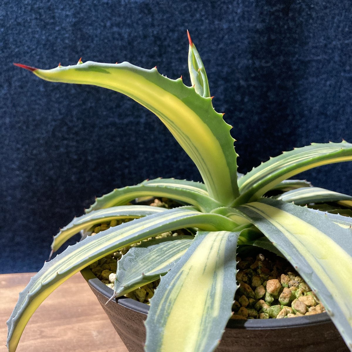アガベ アメリカーナ 縞黄斑 Agave americana f.striata | radi