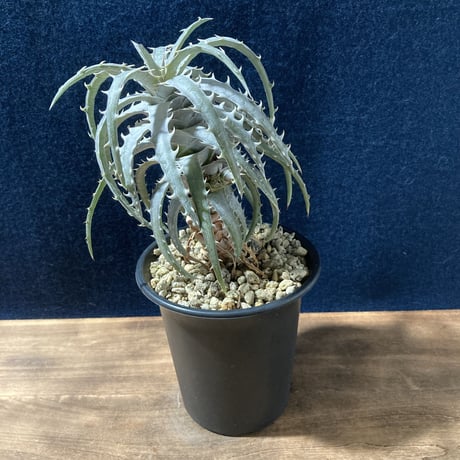 ディッキア ゴエリンギー タイプクローン　Dyckia goeringii Type Clone