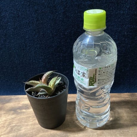 アガベ チタノータ 石化（いしか）　Agave titanota f.caespitosa  　分け株