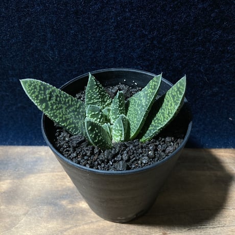 ガステリア 白星竜 モンスト　Gasteria carinata v.verrucosa f.monst.