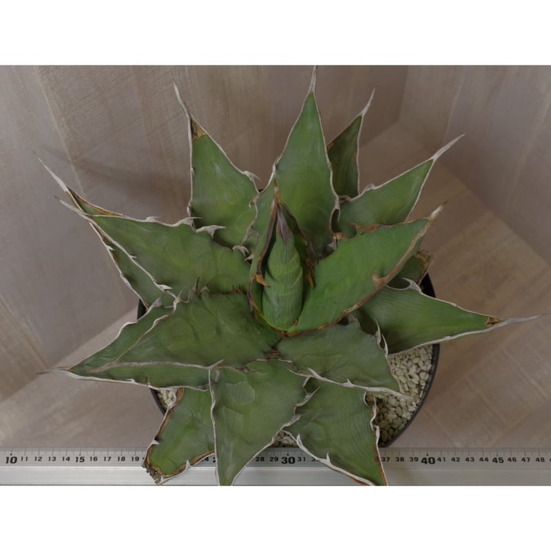 アガベ キシロナカンサ 'ブルー' 強刺・短葉 ／ Agave xylonacansa