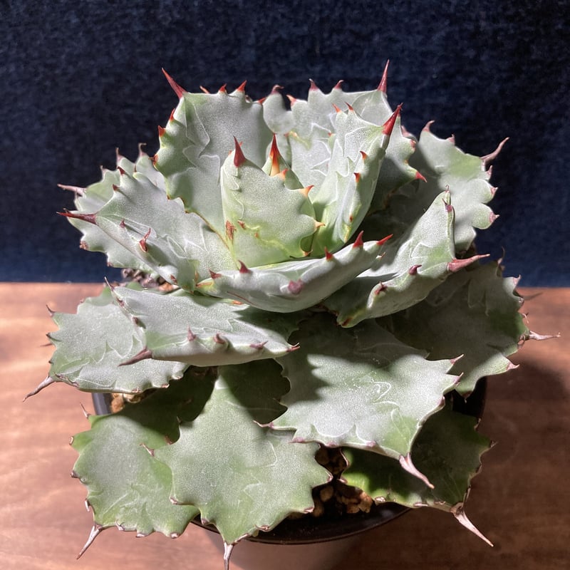 アガベ 王妃甲蟹 中国系特選株 (識別code TypeC) | radical