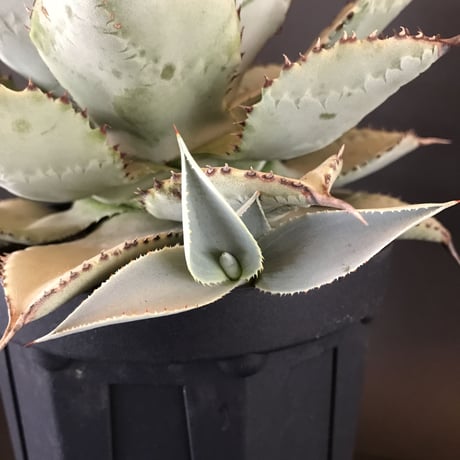 アガベ  ドラゴントゥース  仔株付き　Agave  seemanniana   ssp.  pygmaea  ‘Dragon Toes’
