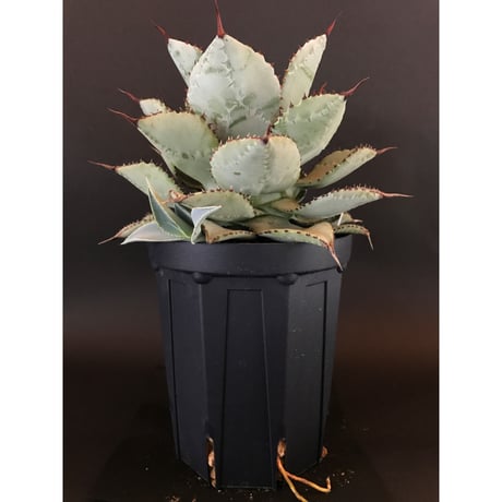 アガベ  ドラゴントゥース  仔株付き　Agave  seemanniana   ssp.  pygmaea  ‘Dragon Toes’