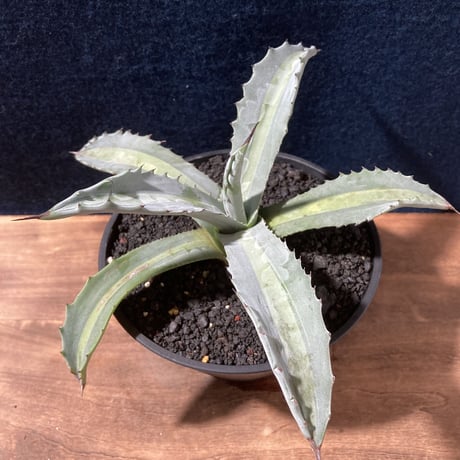 アガベ プロトアメリカーナ “レモンライム”　Agave americana v.protoamericana Lemon Lime