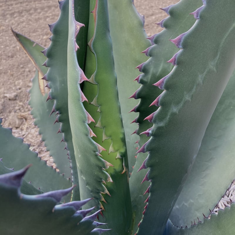 Agave shark skin × salmiana v. ferox　2株 Learn about Agave salmiana var. ferox D12-65 | Hardy Century