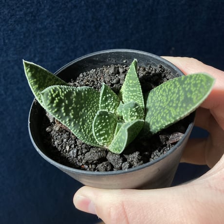 ガステリア 白星竜 モンスト　Gasteria carinata v.verrucosa f.monst.
