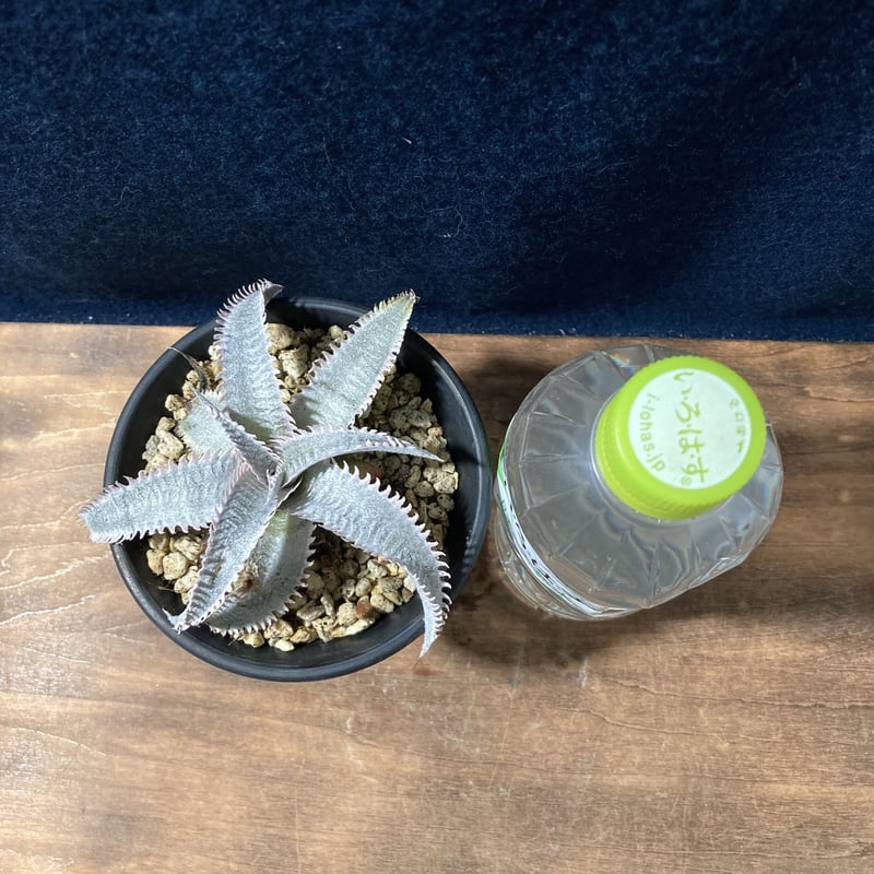 Dyckia marnier-lapostollei “Pink Spine” ディッキア マ