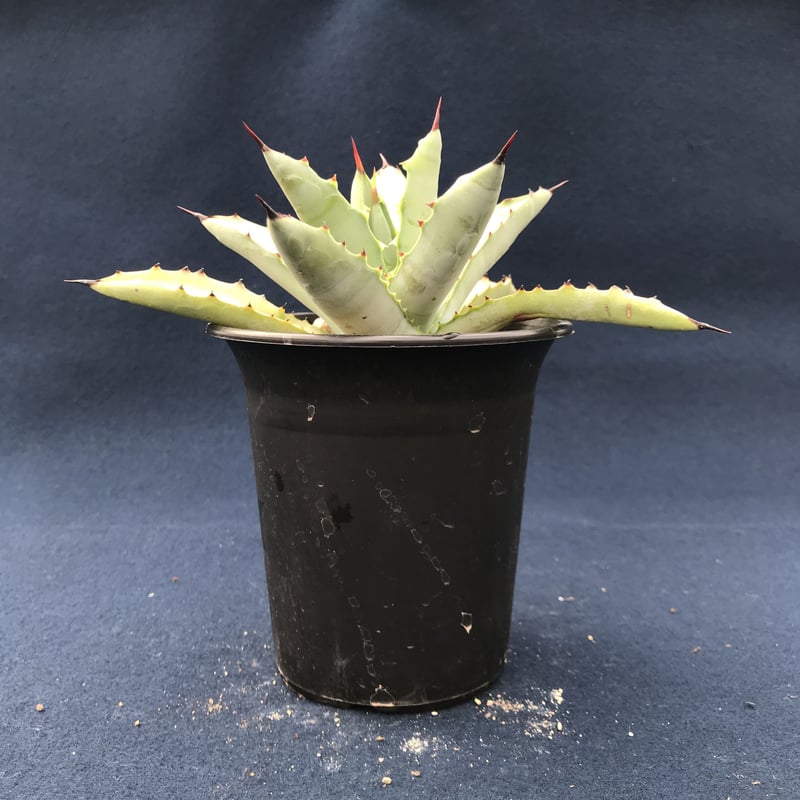 アガベ　マクロアカンサ大株 アガベ マクロアカンサ 黄覆輪 Agave macroacantha 'Blue Ribbon