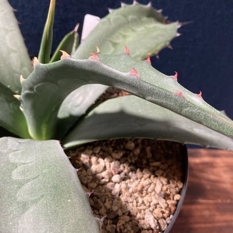 アガベ フェロックス “ギガンティア” 平尾氏輸入株　Agave salmiana v.ferox “Gigantia”　Mr.HIRAO