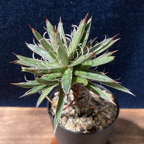 アガベ  姫乱れ雪  極小古株　Agave parviflora