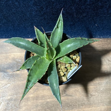 アガベ モンタナ 　Agave montana