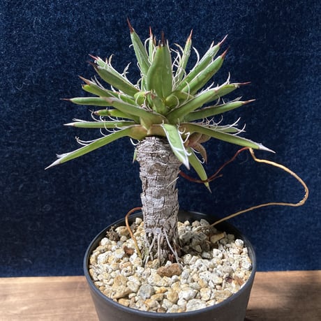アガベ  姫乱れ雪  極小古株　Agave parviflora