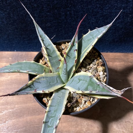 アガベ ザルケンシス錦 白黄覆輪　Agave scabra v.zarucensis f. aureo marginata