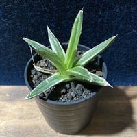 プヤ ベヌスタ Puya venusta | radical botanics
