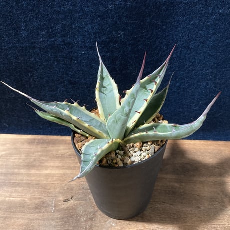 アガベ スカブラ錦 白黄覆輪　Agave scabra f.marginata