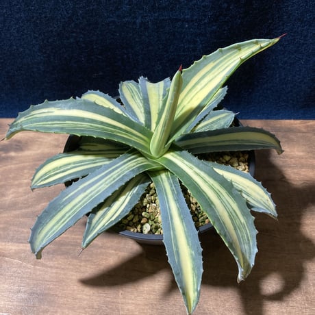 アガベ アメリカーナ 縞黄斑　Agave americana f.striata