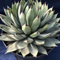 アガベ  ロイヤルスピン　Agave ‘Royal Spine’