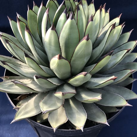 アガベ  ロイヤルスピン　Agave ‘Royal Spine’