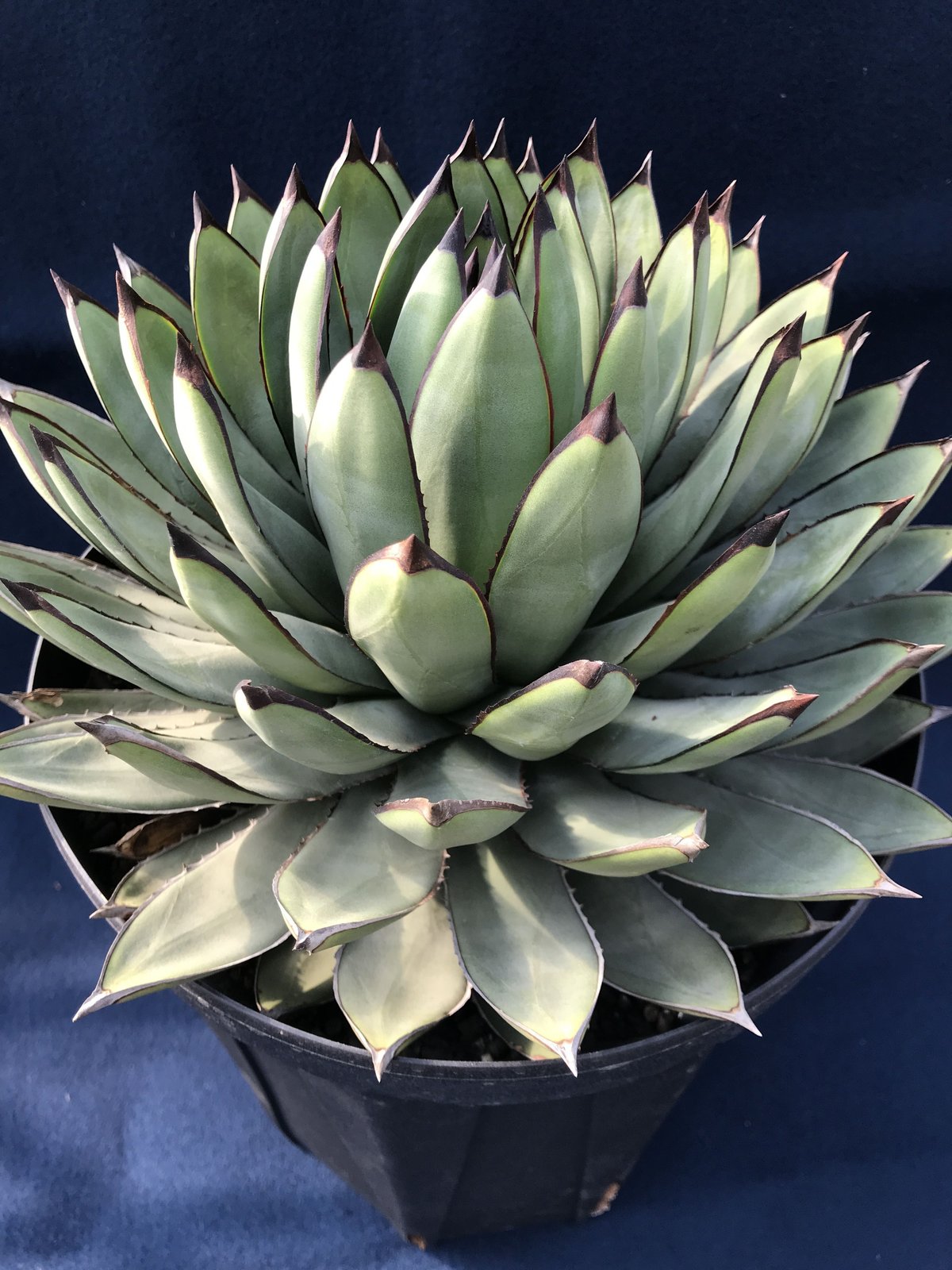 アガベ BB beast ロイヤル アガベ ロイヤルスピン Agave 'Royal Spine