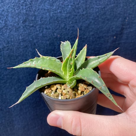 アガベ モンタナ 　Agave montana