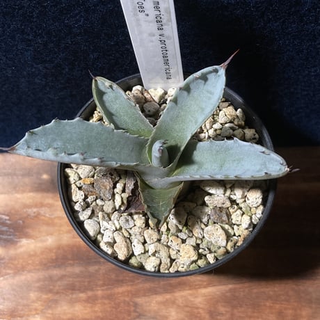 アガベ ファンキートゥース 　Agave americana v.protoamericana “Funky Toes”