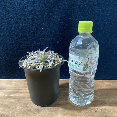 ディッキア フォステリアナ　 Dyckia fosteriana