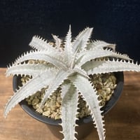 Dyckia Grand Marnier   ディッキア  グランマルニエ