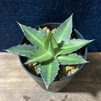 アガベ ロファンタ 特小型　Agave lophantha “Super Dwarf”