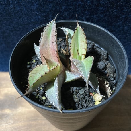 アガベ チタノータ 石化（いしか）　Agave titanota f.caespitosa  　分け株