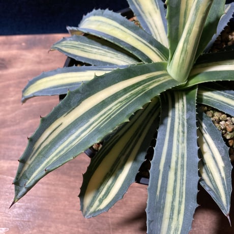 アガベ アメリカーナ 縞黄斑　Agave americana f.striata