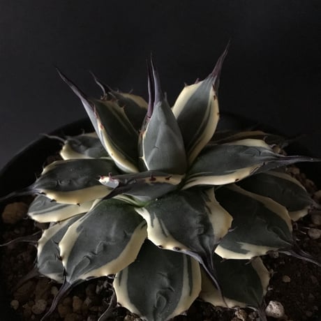 アガベ　❛クリームスパイク❜　子株付　Agave  applanata  ’Cream Spike’