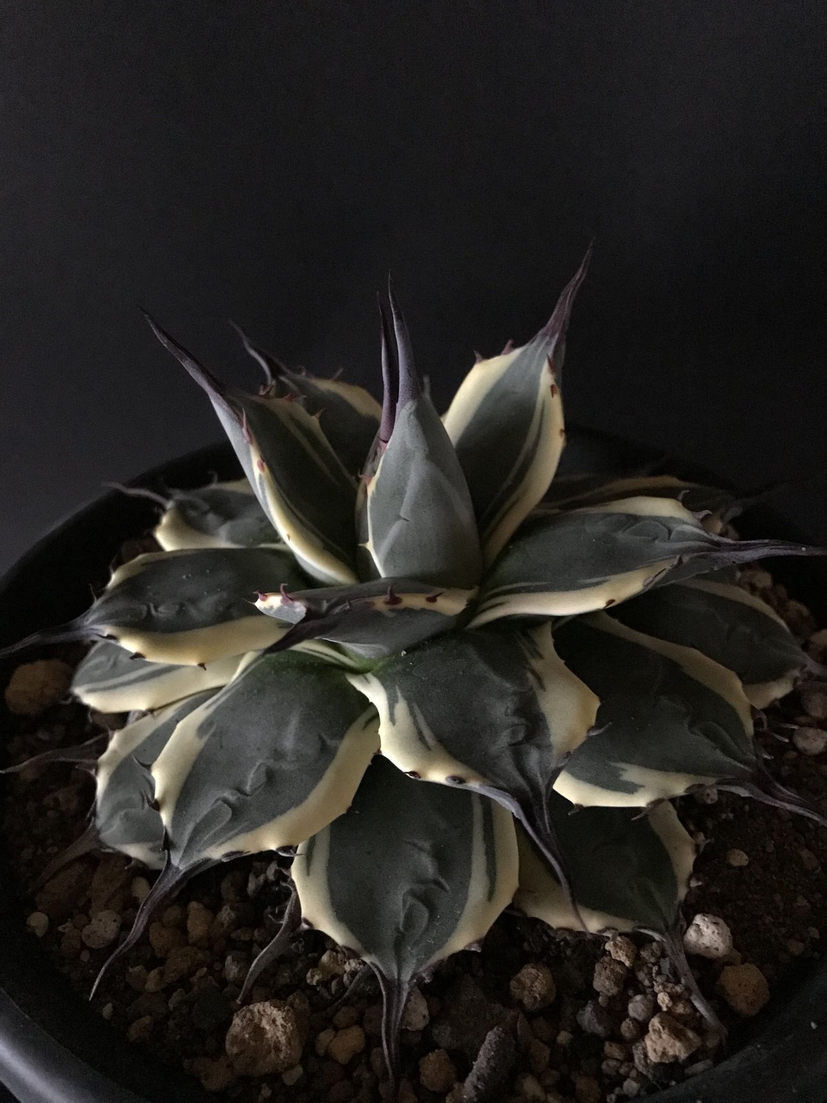 アガベ ❛クリームスパイク❜ 子株付 Agave applanata 
