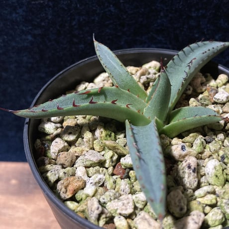 アガベ シャークスキン　Agave nigra “Shark Skin”