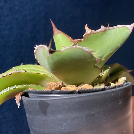Agave titanota　Seedling Select