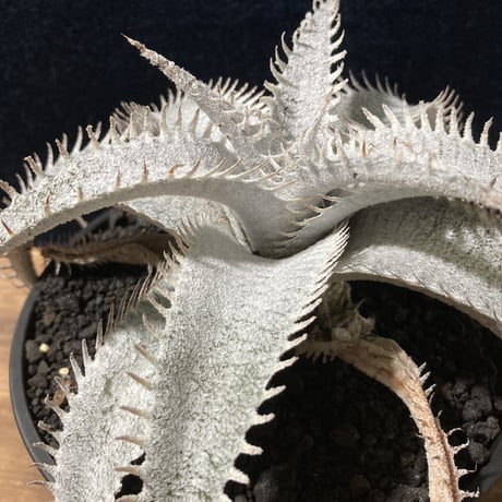 Dyckia ｍarnier-lapostollei v.estevesii WBC2006 Bill Baker　ディッキア  マルニエラポストレイ エステベシー  WBC2006  ビルベイカー