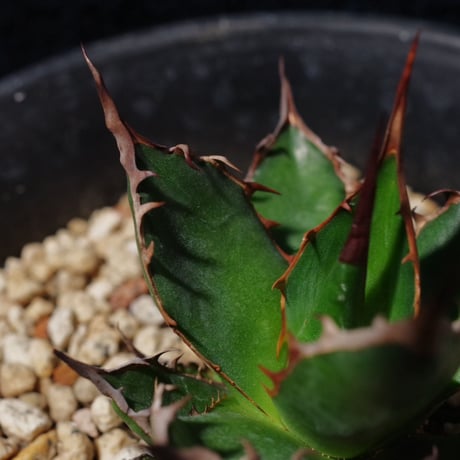 アガベ ギルベイ 極美株　Agave horrida ssp. gilbeyi